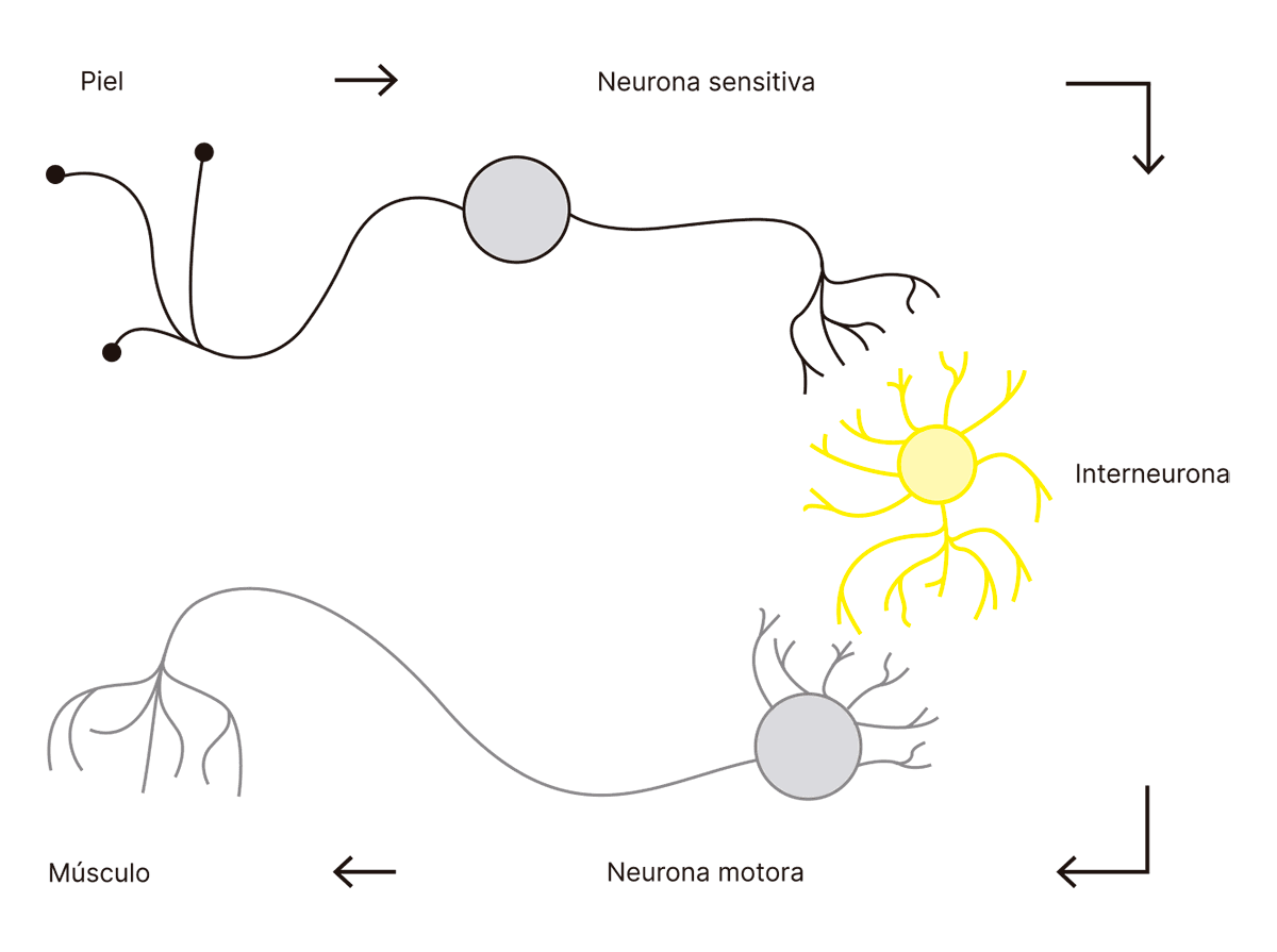 El arco reflejo neuronal es un circuito que permite una respuesta rápida e involuntaria al transmitir un estímulo de la piel al músculo mediante neuronas sensitivas, interneuronas y motoras.