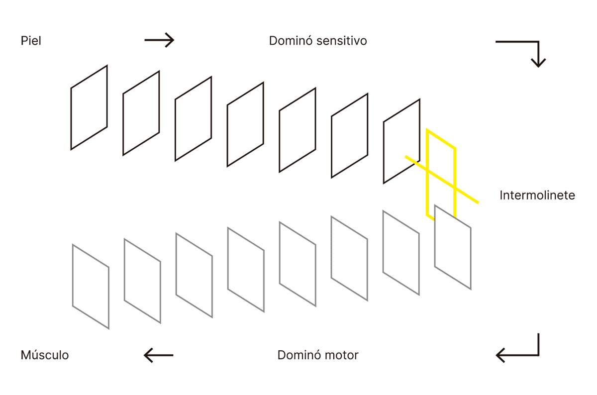 La imagen representa el flujo de un estímulo desde la piel hacia el músculo a través de una serie de pasos denominados "dominó sensitivo" y "dominó motor", con un "intermolinete" que actúa como punto de transición.