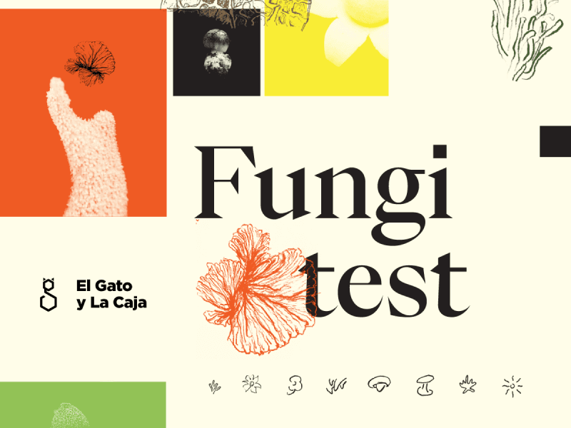 ¡Descubrí cual es tu spirit hongo!